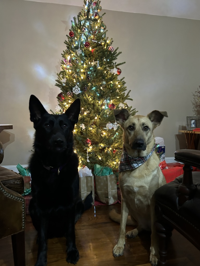 Stevie brandy christmas