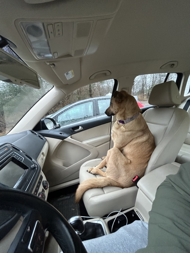 Stevie front seat