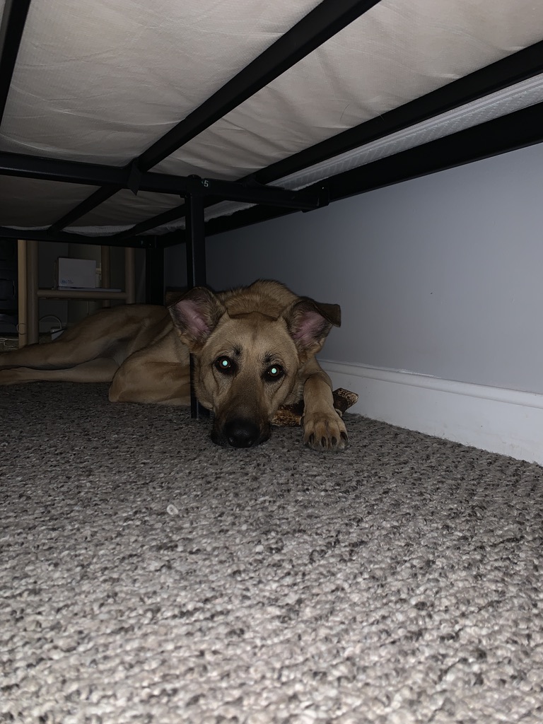 Stevie under bed