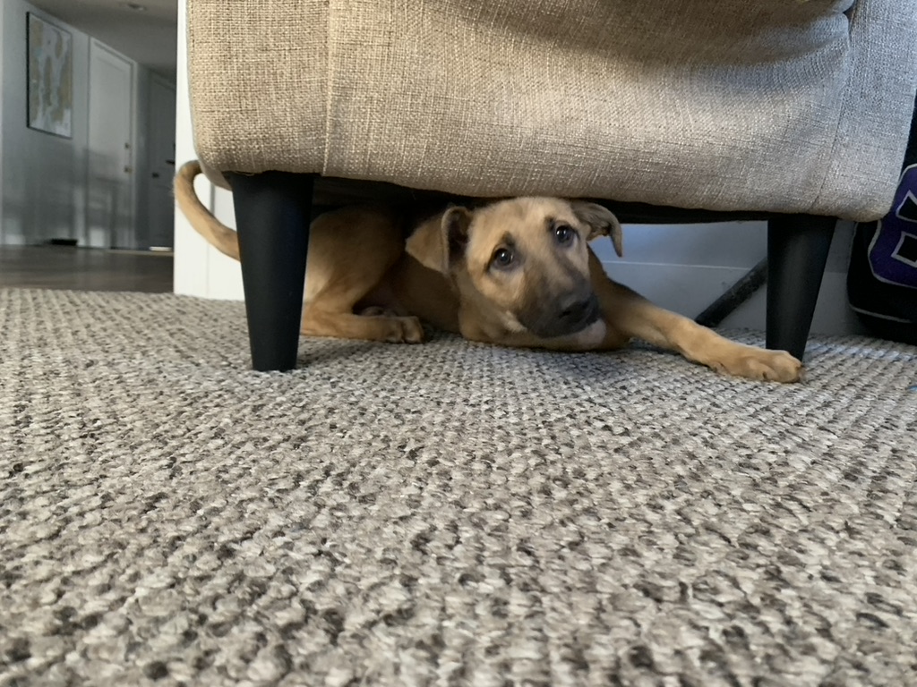 Stevie under chair